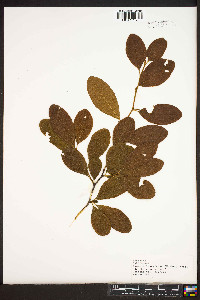 Sideroxylon lanuginosum image