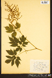 Astilbe biternata image