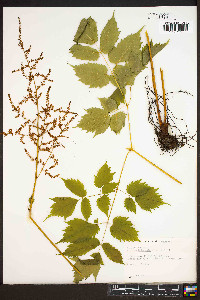 Astilbe biternata image