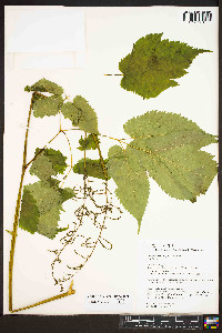 Astilbe biternata image