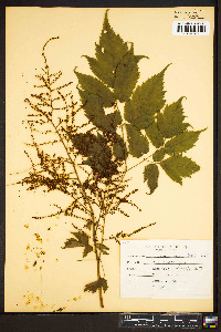 Astilbe biternata image