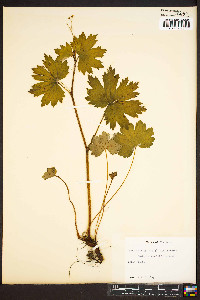 Boykinia aconitifolia image