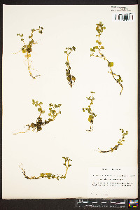 Chrysosplenium iowense image