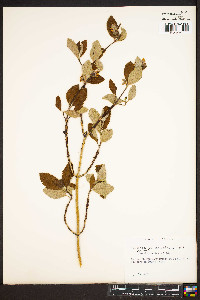 Media resource of Edwinia americana