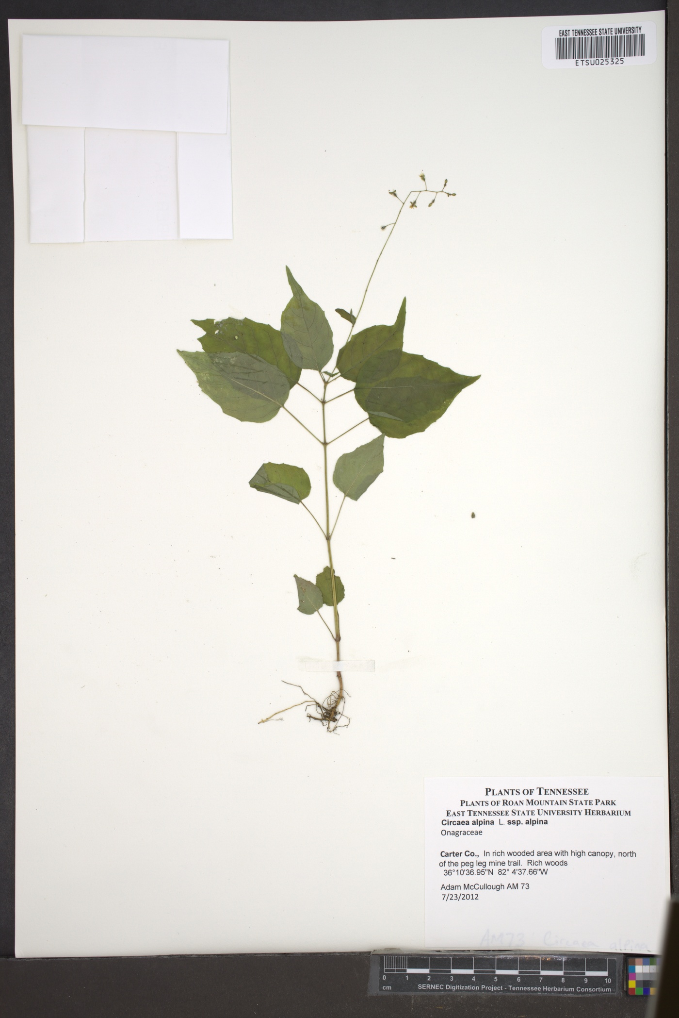 Circaea alpina ssp. alpina image