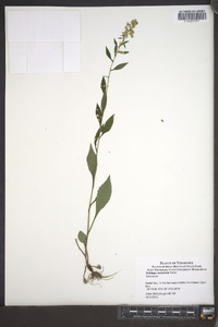 Solidago roanensis image