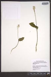 Malaxis unifolia image