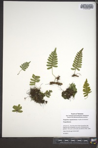 Polypodium appalachianum image