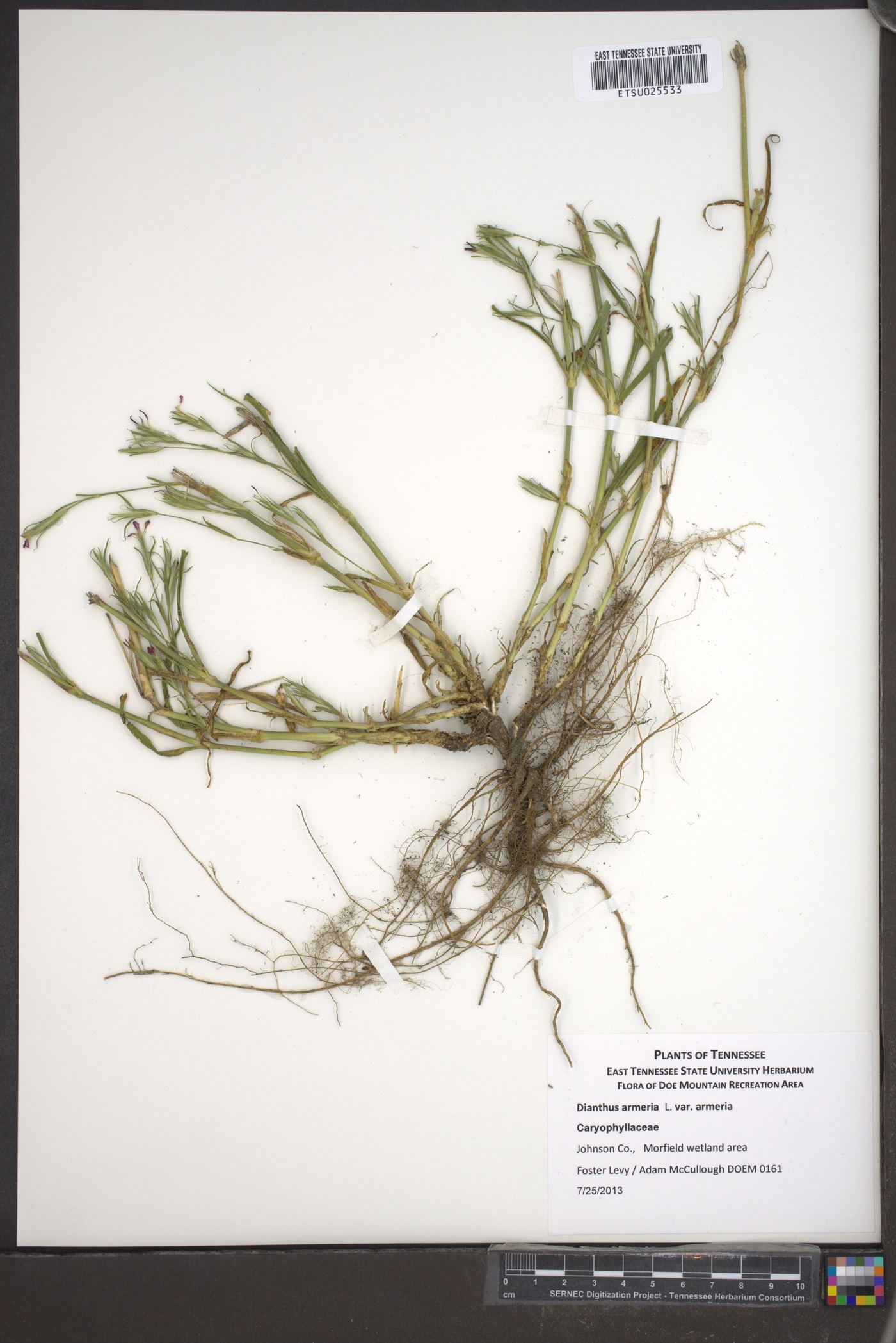 Dianthus armeria var. armeria image