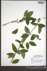 Desmodium perplexum image