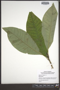 Magnolia tripetala image