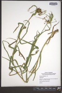 Scirpus polyphyllus image