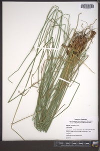 Juncus coriaceus image