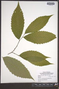 Castanea dentata image