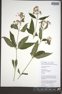 Asclepias quadrifolia image