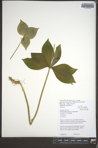 Medeola virginiana image