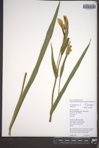 Iris pseudacorus image