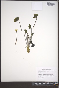 Jeffersonia diphylla image