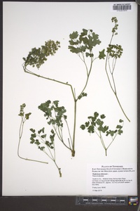 Thalictrum dioicum image