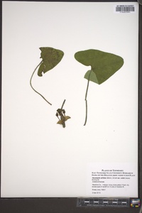 Hexastylis arifolia image