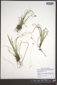 Carex nigromarginata image