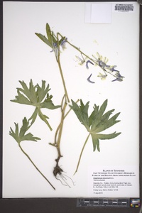 Delphinium tricorne image