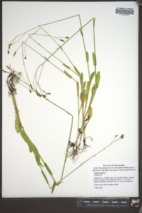 Crepis pulchra image