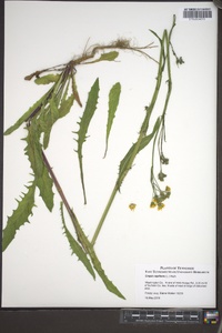 Crepis capillaris image