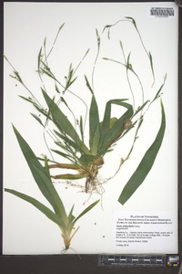 Carex platyphylla image