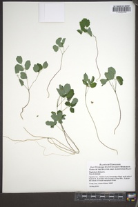 Thalictrum dioicum image