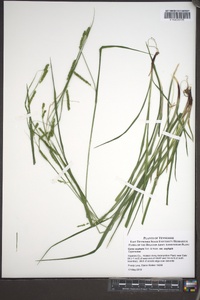 Carex oxylepis image