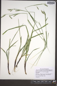 Carex oxylepis image