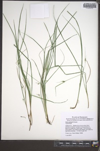 Carex jamesii image