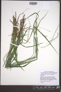 Carex oxylepis image