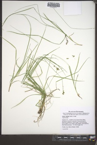 Carex radiata image