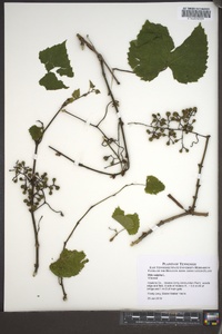 Vitis vulpina image