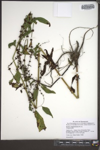 Rumex conglomeratus image