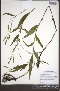 Persicaria setacea image