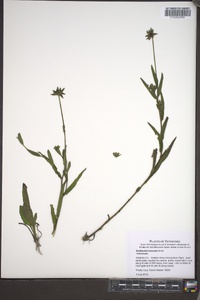 Rudbeckia truncata image