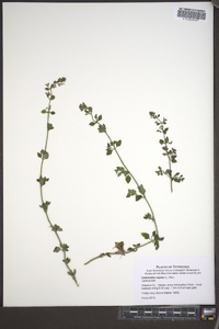 Calamintha nepeta image