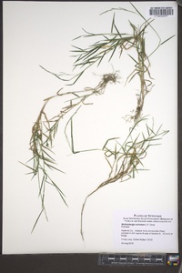 Muhlenbergia schreberi image