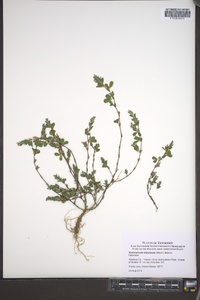 Kummerowia stipulacea image