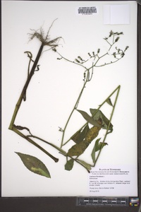 Lactuca floridana image