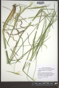 Andropogon ternarius image