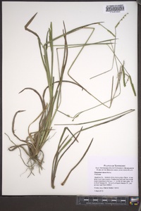 Paspalum laeve image