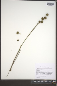 Juncus scirpoides image