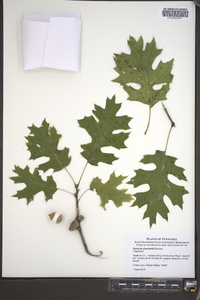 Quercus shumardii image