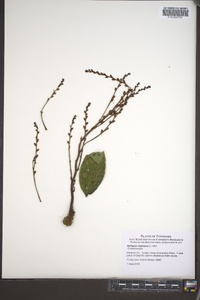 Epifagus virginiana image