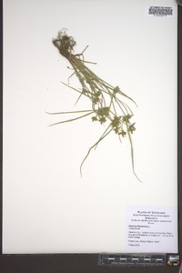 Cyperus flavescens image