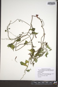 Ipomoea coccinea image